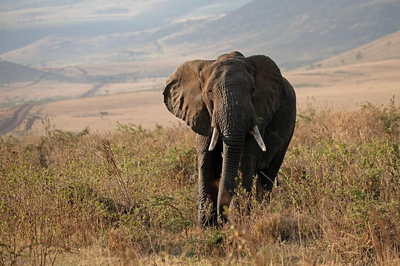 Conservation-focused Expeditions